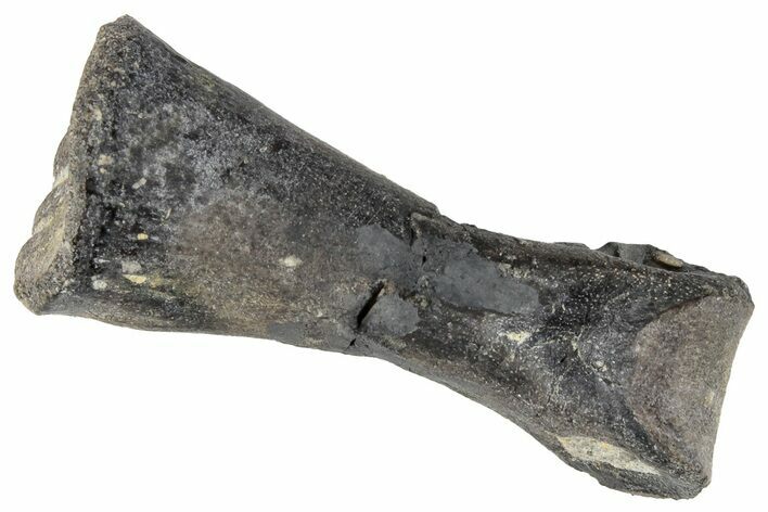 Triassic Theropod Dinosaur (Coelophysis) Phalange Bone - Arizona #265685